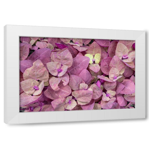 Issaquah- Washington State- USA. Red Orach or Purple Mountain Spinach plants White Modern Wood Framed Art Print by Horton, Janet