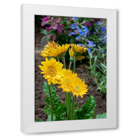 Issaquah- Washington State- USA. Garvinea Sweet Smile Gerber Daisies (yellow flowers). White Modern Wood Framed Art Print by Horton, Janet
