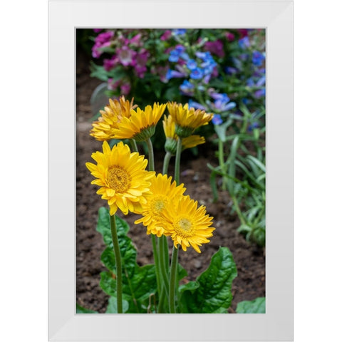 Issaquah- Washington State- USA. Garvinea Sweet Smile Gerber Daisies (yellow flowers). White Modern Wood Framed Art Print by Horton, Janet