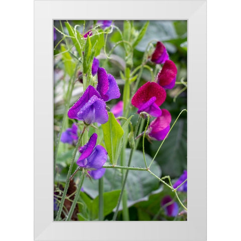 Issaquah- Washington State- USA. Sweet Pea flowers- also known as Perennial pea or Everlasting pea White Modern Wood Framed Art Print by Horton, Janet