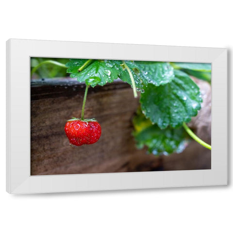 Issaquah- Washington State- USA. Ripe strawberry- with raindrops- ready to harvest. White Modern Wood Framed Art Print by Horton, Janet