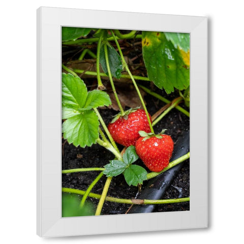Issaquah- Washington State- USA. Ripe strawberries ready to harvest White Modern Wood Framed Art Print by Horton, Janet