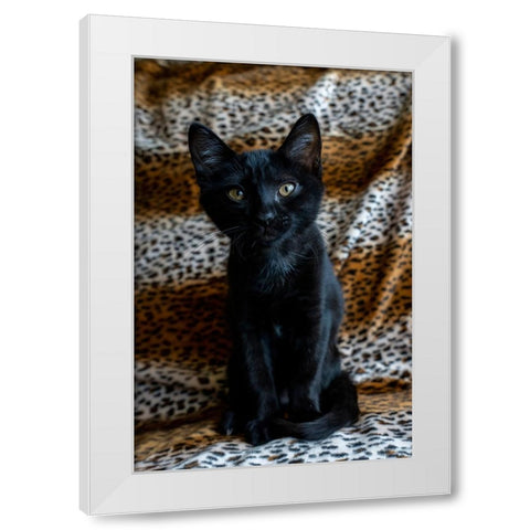 Two month old black kitten  White Modern Wood Framed Art Print by Horton, Janet