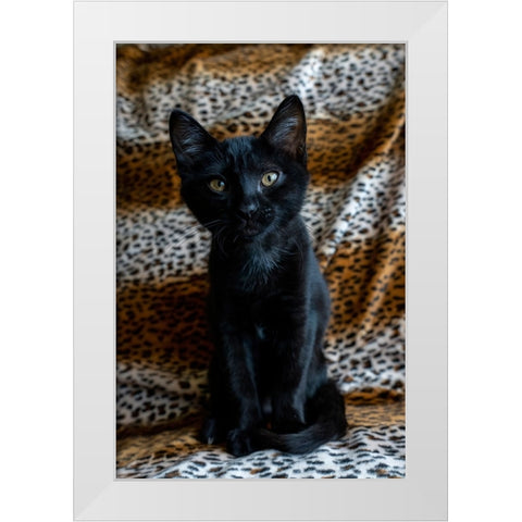 Two month old black kitten  White Modern Wood Framed Art Print by Horton, Janet
