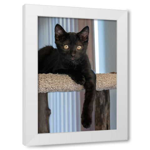 Two month old black kitten resting on a cat tower White Modern Wood Framed Art Print by Horton, Janet