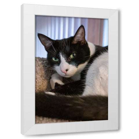 Black and white cat resting on its cat tower White Modern Wood Framed Art Print by Horton, Janet