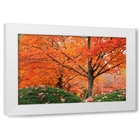 Renton- Washington State- USA. Colorful red maple trees in Autumn White Modern Wood Framed Art Print by Horton, Janet