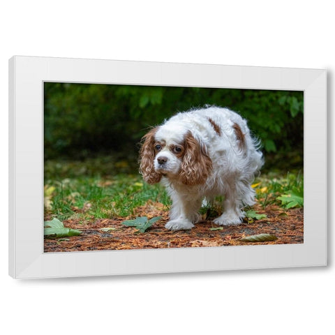 Issaquah- Washington State- USA. Sad-looking- elderly Cavalier King Charles Spaniel White Modern Wood Framed Art Print by Horton, Janet