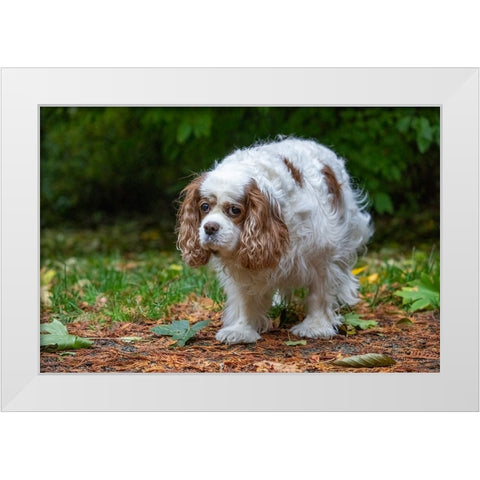Issaquah- Washington State- USA. Sad-looking- elderly Cavalier King Charles Spaniel White Modern Wood Framed Art Print by Horton, Janet