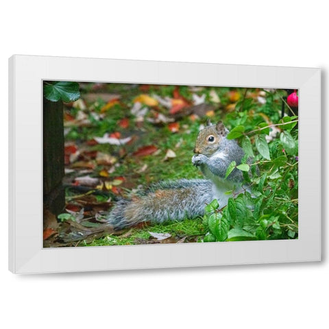 Issaquah- Washington State- USA. Western grey squirrel on the ground eating a nut White Modern Wood Framed Art Print by Horton, Janet