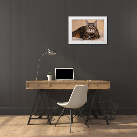 Issaquah- Washington State- USA. Ten year old American short-haired cat. White Modern Wood Framed Art Print by Horton, Janet