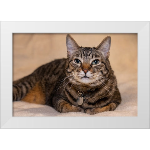 Issaquah- Washington State- USA. Ten year old American short-haired cat. White Modern Wood Framed Art Print by Horton, Janet