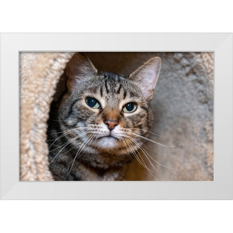 Issaquah- Washington State- USA. Ten year old American short-haired cat. White Modern Wood Framed Art Print by Horton, Janet