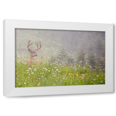WA-Mount Rainier National Park-Black-tailed deer buck in wildflower meadow-Odocoileus hemionus White Modern Wood Framed Art Print by Wild, Jamie and Judy