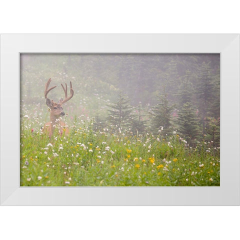 WA-Mount Rainier National Park-Black-tailed deer buck in wildflower meadow-Odocoileus hemionus White Modern Wood Framed Art Print by Wild, Jamie and Judy
