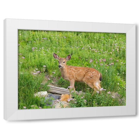 WA-Mount Rainier National Park-Black-tailed deer-fawn-Odocoileus hemionus White Modern Wood Framed Art Print by Wild, Jamie and Judy