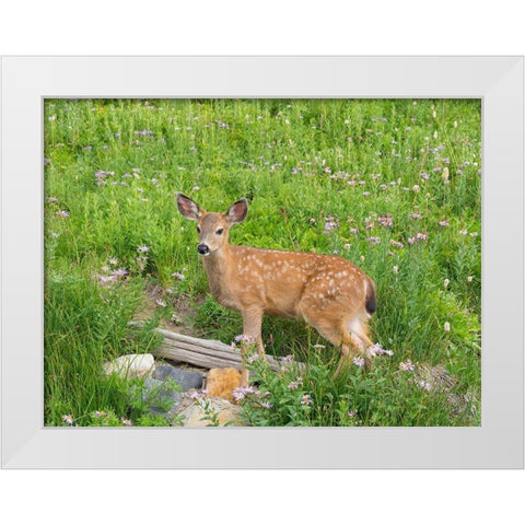 WA-Mount Rainier National Park-Black-tailed deer-fawn-Odocoileus hemionus White Modern Wood Framed Art Print by Wild, Jamie and Judy