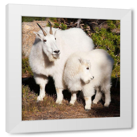WA-Alpine Lakes Wilderness-mountain goats-nanny and kid White Modern Wood Framed Art Print by Wild, Jamie and Judy