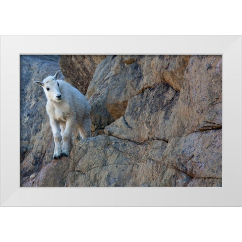 WA-Alpine Lakes Wilderness-Ingalls Lake area-Kid (baby) goat on cliff White Modern Wood Framed Art Print by Wild, Jamie and Judy