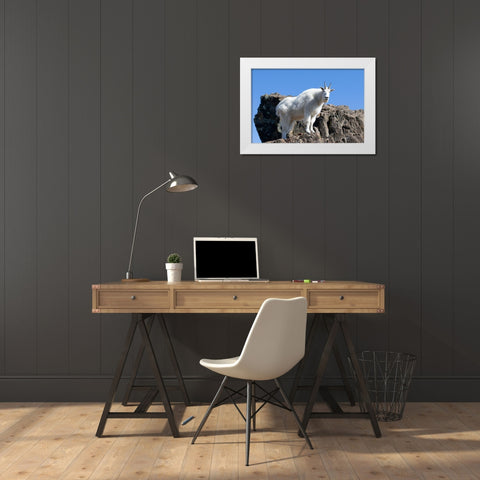 WA-Alpine Lakes Wilderness-Mountain goat-Nanny White Modern Wood Framed Art Print by Wild, Jamie and Judy