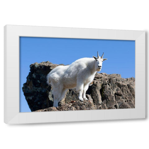WA-Alpine Lakes Wilderness-Mountain goat-Nanny White Modern Wood Framed Art Print by Wild, Jamie and Judy