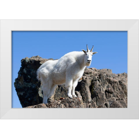 WA-Alpine Lakes Wilderness-Mountain goat-Nanny White Modern Wood Framed Art Print by Wild, Jamie and Judy