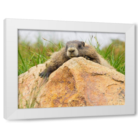 WA-Mount Rainier National Park-Hoary Marmot (Marmota caligata) White Modern Wood Framed Art Print by Wild, Jamie and Judy
