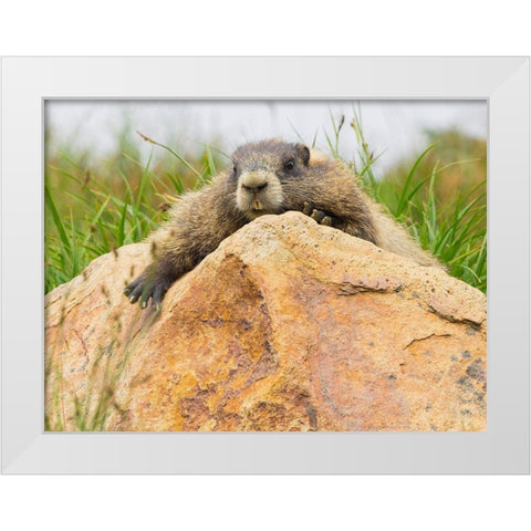 WA-Mount Rainier National Park-Hoary Marmot (Marmota caligata) White Modern Wood Framed Art Print by Wild, Jamie and Judy
