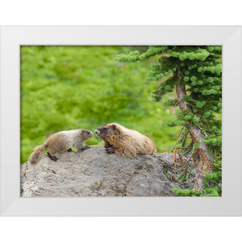 WA-Mount Rainier National Park-Hoary Marmot (Marmota caligata)-mother and baby White Modern Wood Framed Art Print by Wild, Jamie and Judy