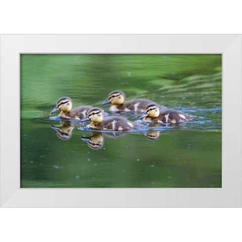 WA-Mercer Slough-Wood Duck ducklings (Aix Sponsa) White Modern Wood Framed Art Print by Wild, Jamie and Judy
