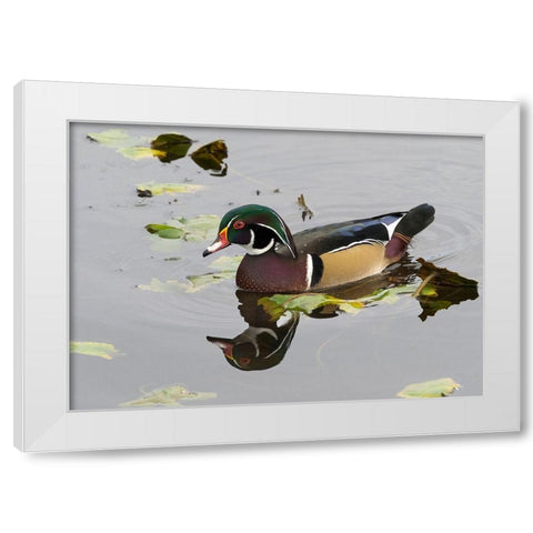 WA-Juanita Bay Wetland-Wood Duck-male (Aix sponsa) White Modern Wood Framed Art Print by Wild, Jamie and Judy