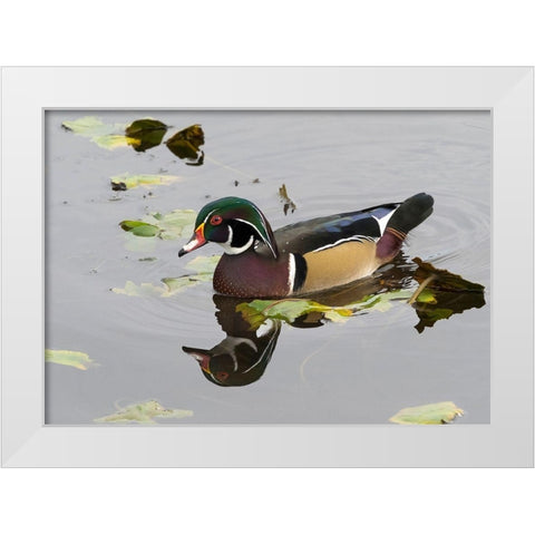 WA-Juanita Bay Wetland-Wood Duck-male (Aix sponsa) White Modern Wood Framed Art Print by Wild, Jamie and Judy