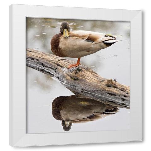 WA-Juanita Bay Wetland-Mallard Duck ( Anas Platyrhynchos)-male White Modern Wood Framed Art Print by Wild, Jamie and Judy