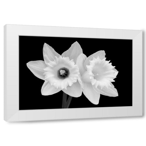 WA-Redmond-Daffodils White Modern Wood Framed Art Print by Wild, Jamie and Judy