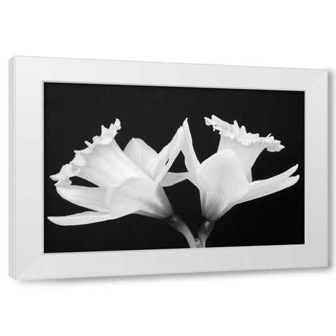 WA-Redmond-Daffodils White Modern Wood Framed Art Print by Wild, Jamie and Judy