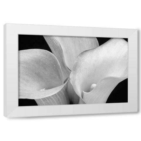 WA-Redmond-Calla Lilies White Modern Wood Framed Art Print by Wild, Jamie and Judy