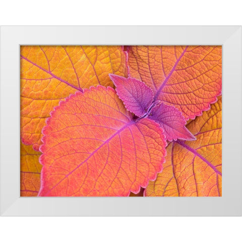 WA-Redmond-Coleus Plant-Leaf Design White Modern Wood Framed Art Print by Wild, Jamie and Judy