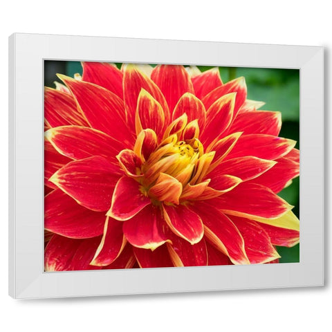 WA-Redmond-Dahlia White Modern Wood Framed Art Print by Wild, Jamie and Judy