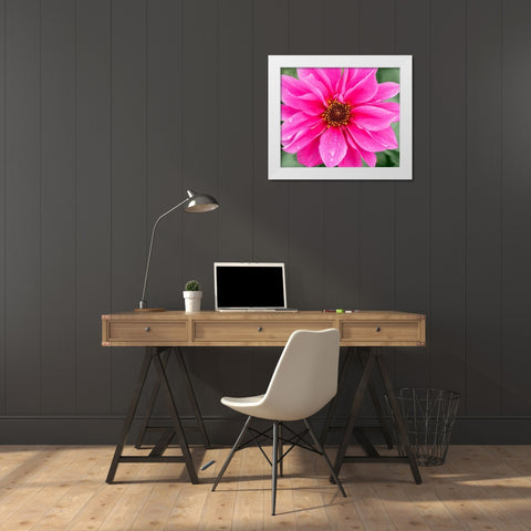 WA-Redmond-Daisy White Modern Wood Framed Art Print by Wild, Jamie and Judy
