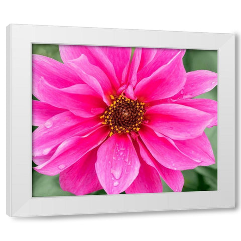WA-Redmond-Daisy White Modern Wood Framed Art Print by Wild, Jamie and Judy
