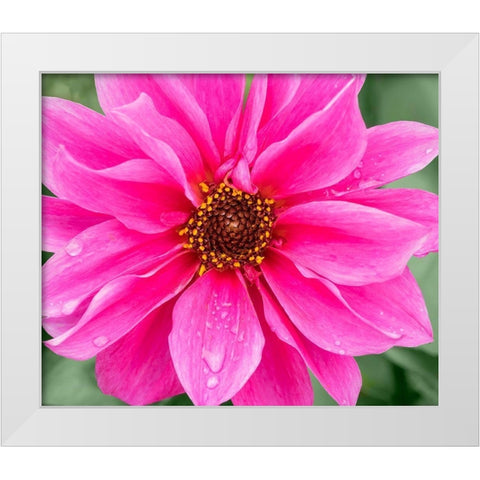 WA-Redmond-Daisy White Modern Wood Framed Art Print by Wild, Jamie and Judy