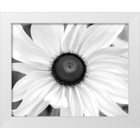 WA-Redmond-Black Eyed Susan White Modern Wood Framed Art Print by Wild, Jamie and Judy