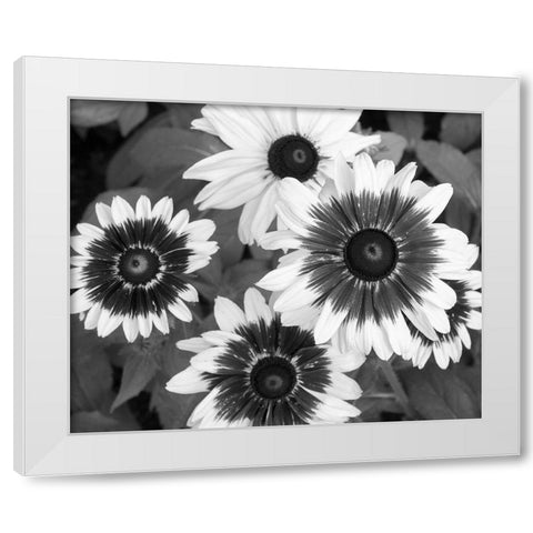 WA-Redmond-Gloriosa Daisy White Modern Wood Framed Art Print by Wild, Jamie and Judy