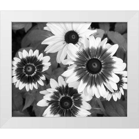WA-Redmond-Gloriosa Daisy White Modern Wood Framed Art Print by Wild, Jamie and Judy