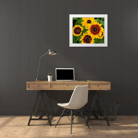 WA-Redmond-Gloriosa Daisy White Modern Wood Framed Art Print by Wild, Jamie and Judy