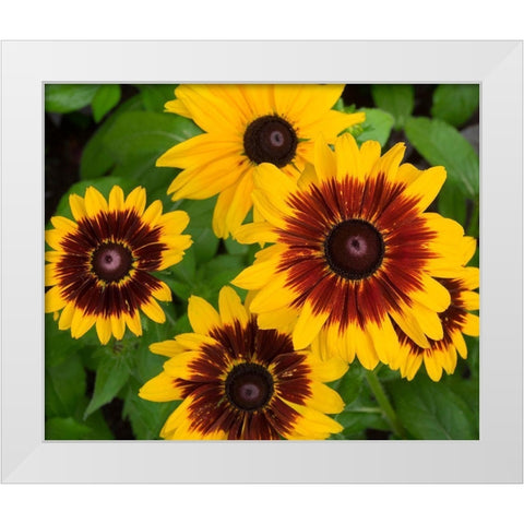 WA-Redmond-Gloriosa Daisy White Modern Wood Framed Art Print by Wild, Jamie and Judy