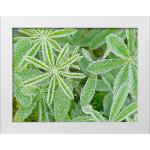 WA-Mount Rainier National Park-Subalpine Lupine leaves and dew (Lupinus latifolius) White Modern Wood Framed Art Print by Wild, Jamie and Judy