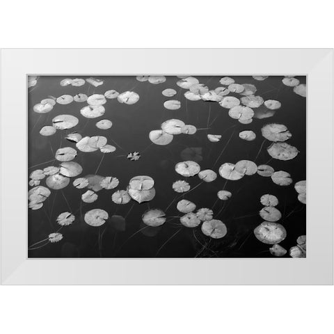 WA-Phantom Lake-Lilly Pads White Modern Wood Framed Art Print by Wild, Jamie and Judy