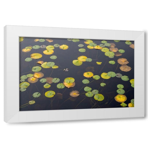 WA-Phantom Lake-Lilly Pads White Modern Wood Framed Art Print by Wild, Jamie and Judy