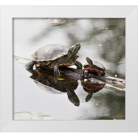 Washington State-Lake Washington Painted turtles on log White Modern Wood Framed Art Print by Wild, Jamie and Judy